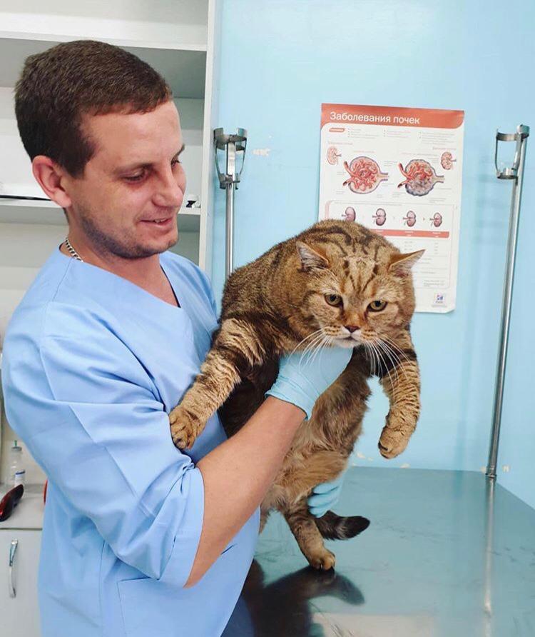 ветеринар и кот