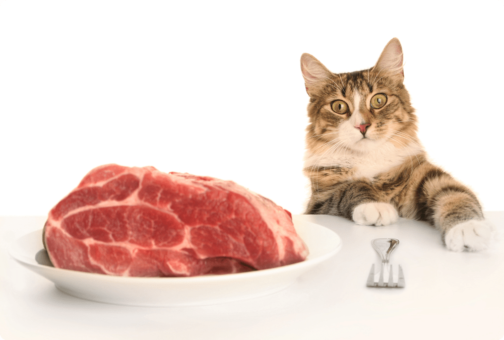 кот и мясо